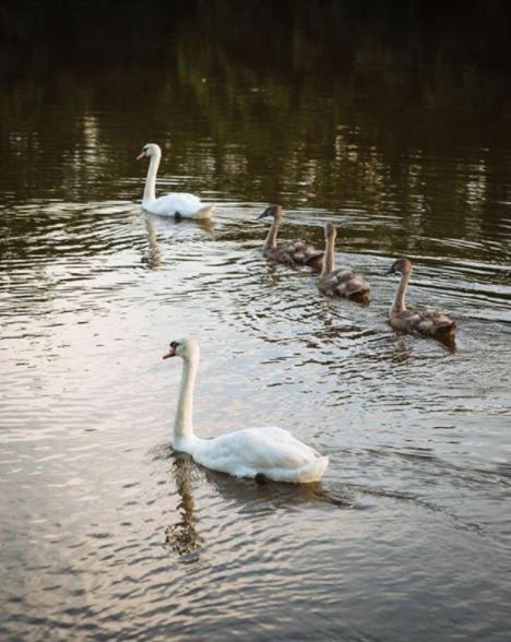 Innishannon House Hotel Luaran gambar